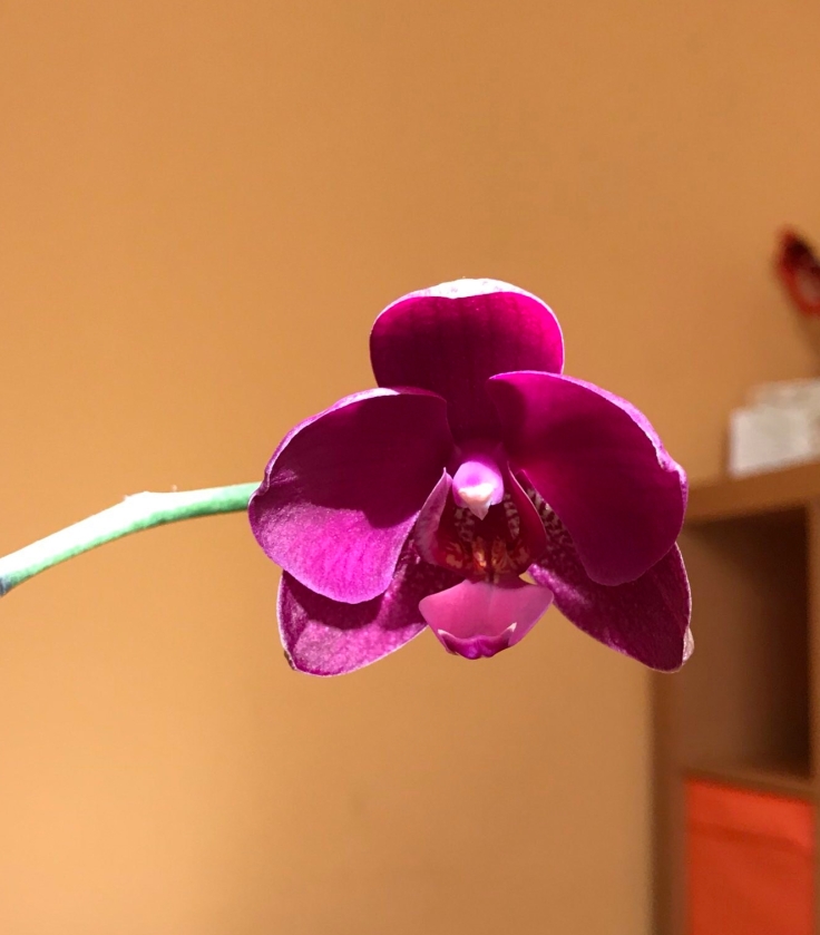 dark pink orchid flower